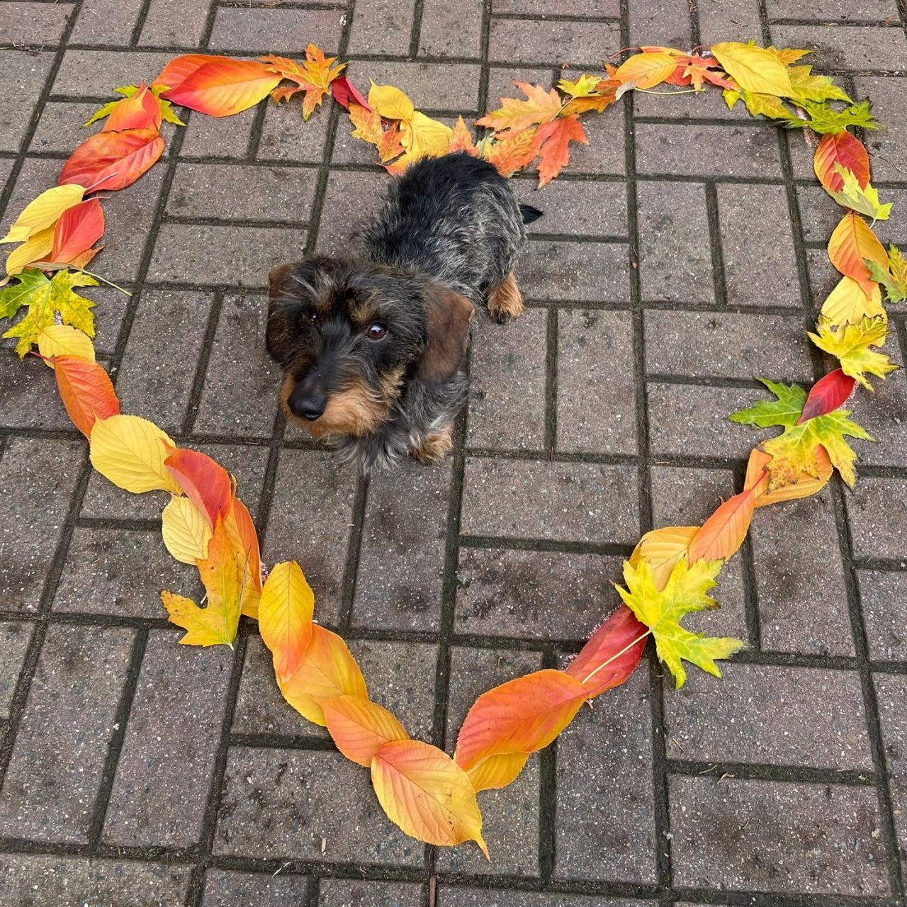 Schambes im Herbstherz 10 2025