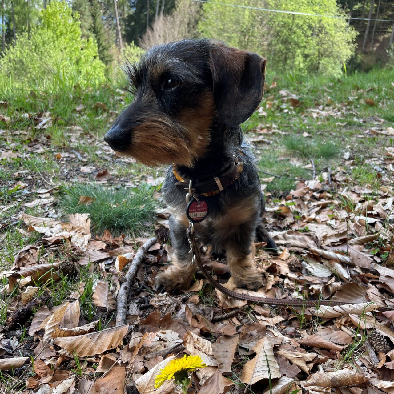 Schambes im Lienzer Wald Ostern 2025