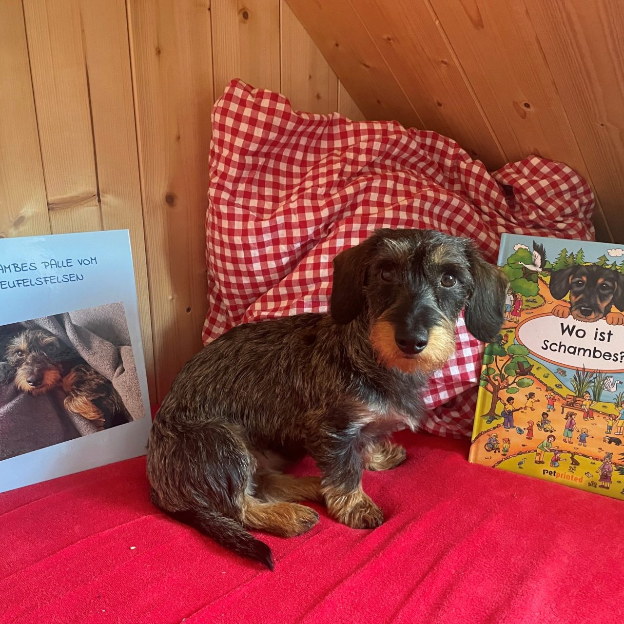 Schambes mit seinen Büchern 2024