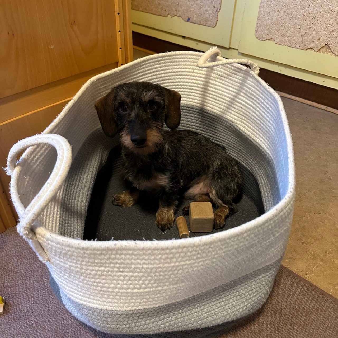 Schames im Baueckenkorb 2024